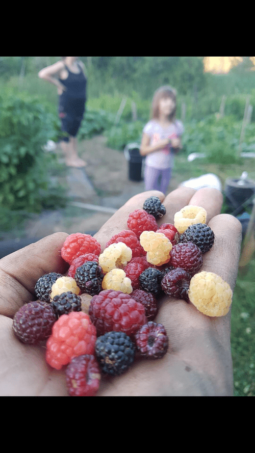 Handful of fresh-picked raspberries and blackberries