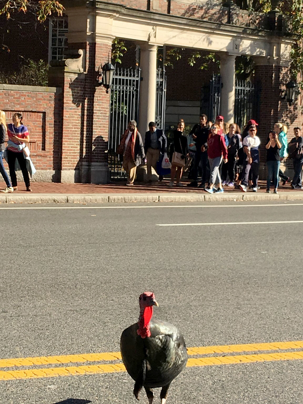 Turkey in Harvard Square