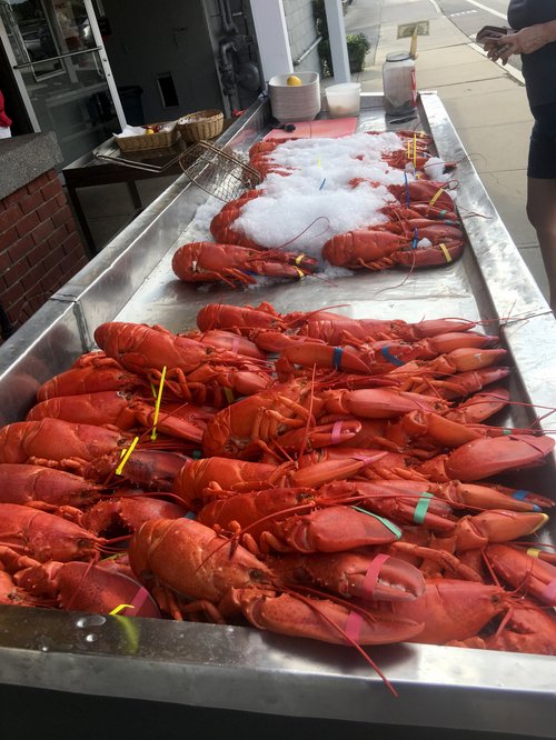 Rows of cooked red lobsters on ice