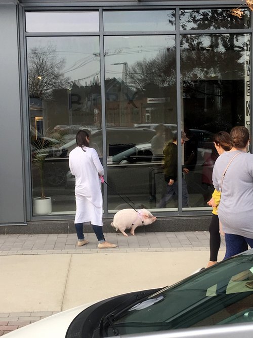 Woman walking a pet pig on a leash past a shop window