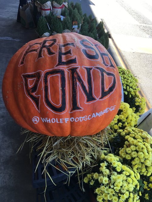 Giant pumpkin painted "Fresh Pond" at Whole Foods Cambridge