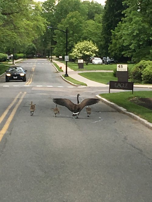 Goose spreading its wings with goslings on a quiet road