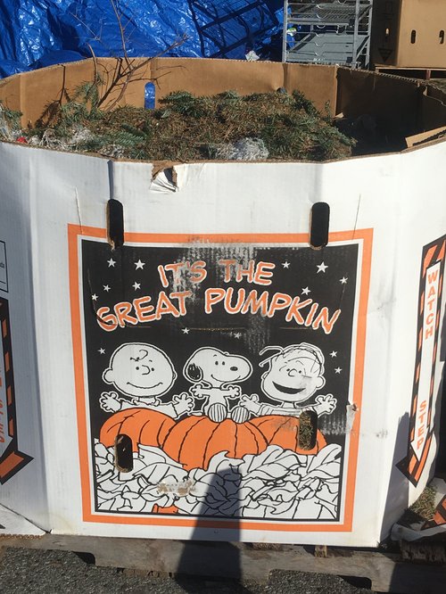 Bin of pumpkins with "It's the Great Pumpkin" Peanuts artwork