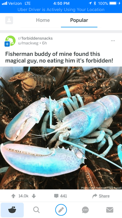 Reddit post of a rare blue lobster in a pile of lobsters