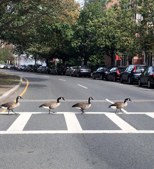 Canada geese crossing at a crosswalk