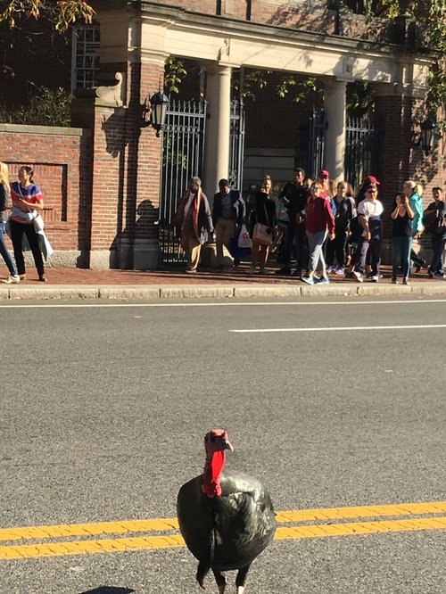 Wild turkey crossing a street near Harvard Yard