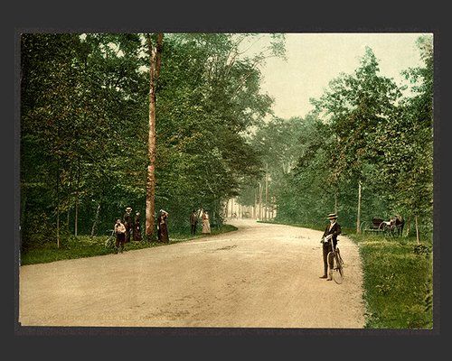 Cyclist on a tree-lined park road
