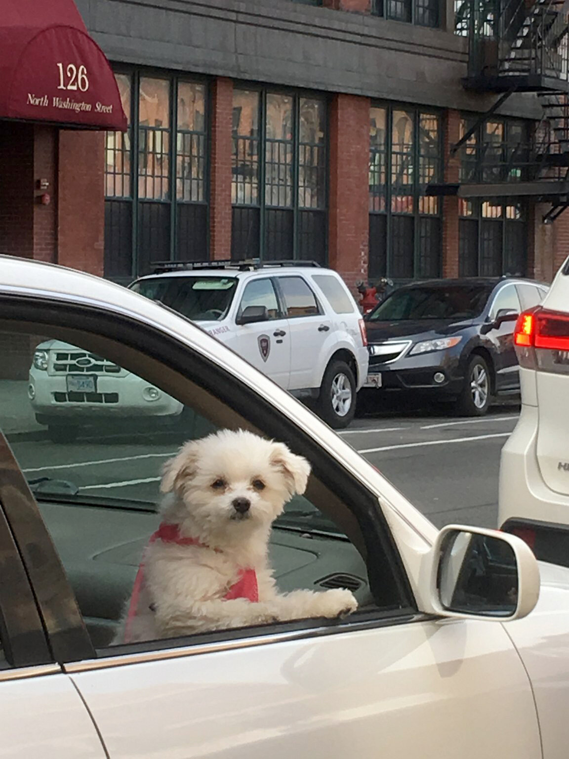Small white dog looking out of a car window