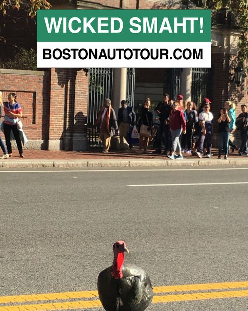 Wild turkey on a road under a "Wicked smaht!" bostonautotour.com banner