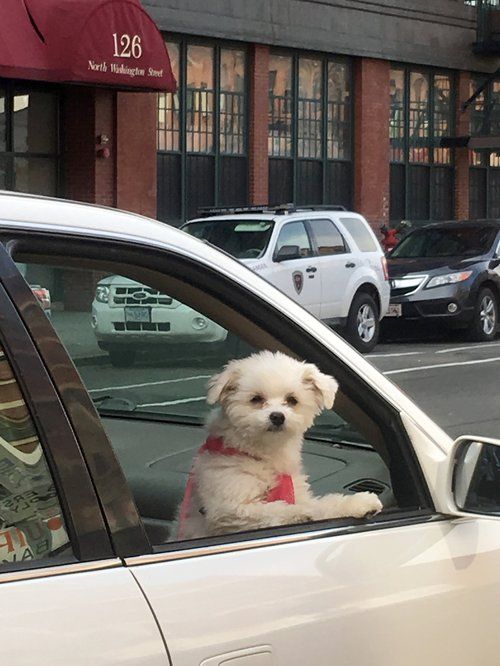 Small white dog looking out of a car window